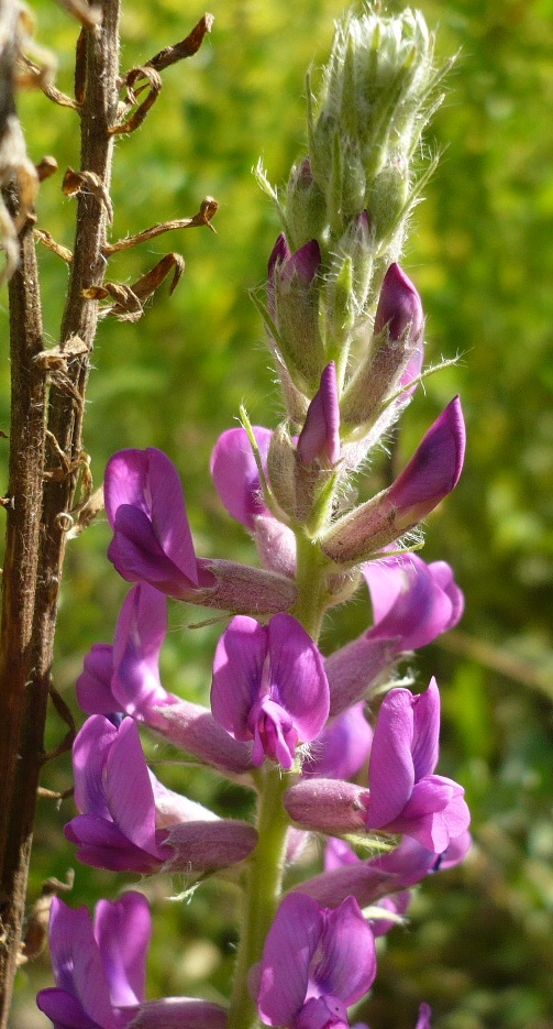 Изображение особи Oxytropis campanulata.