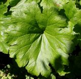 Darmera peltata