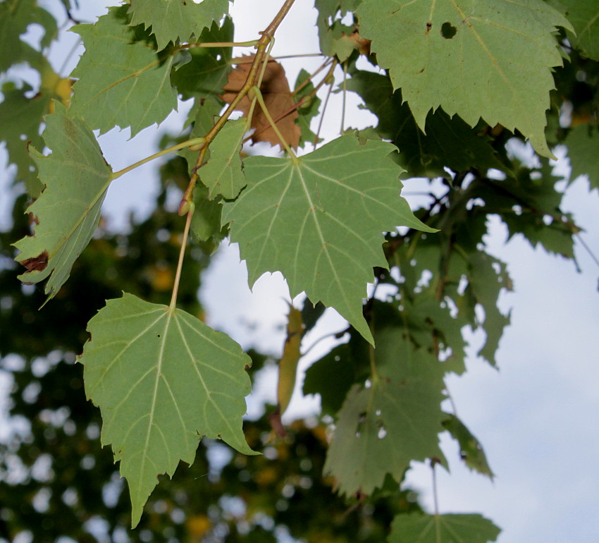 Изображение особи Tilia mongolica.