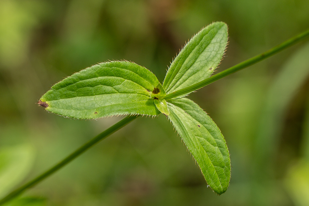 Image of Astrantia maxima specimen.