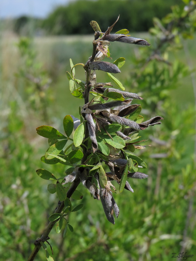 Image of Chamaecytisus ruthenicus specimen.