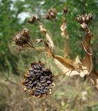 Bupleurum rotundifolium