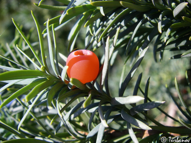 Image of Taxus baccata specimen.