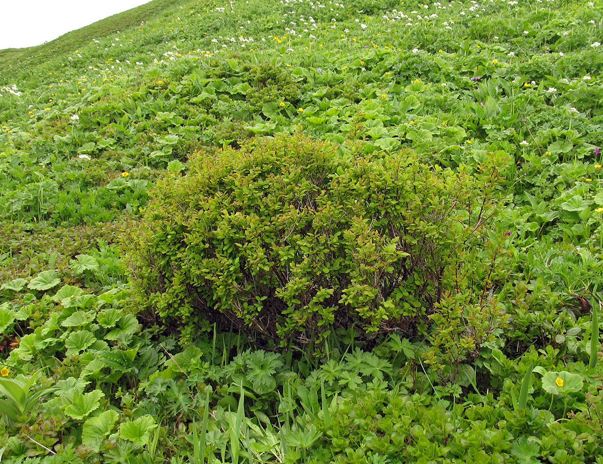 Image of Vaccinium ovalifolium specimen.