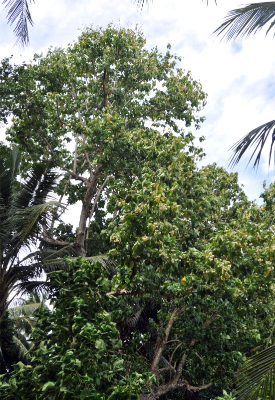 Image of Hernandia nymphaeifolia specimen.