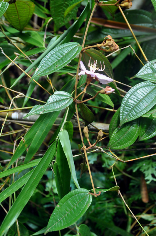 Изображение особи Macrolenes nemorosa.