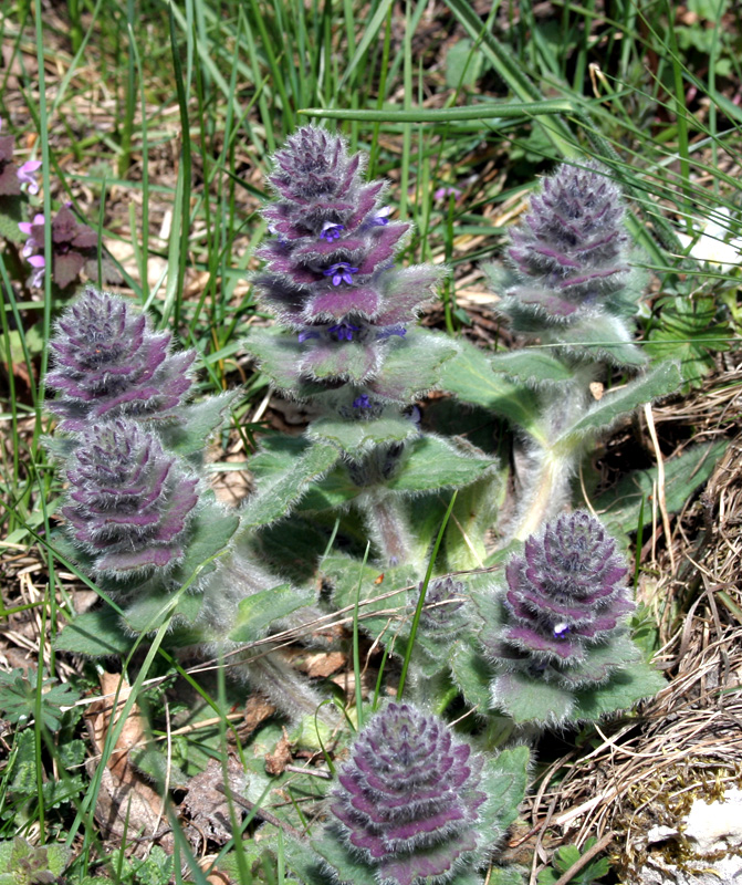 Image of Ajuga orientalis specimen.