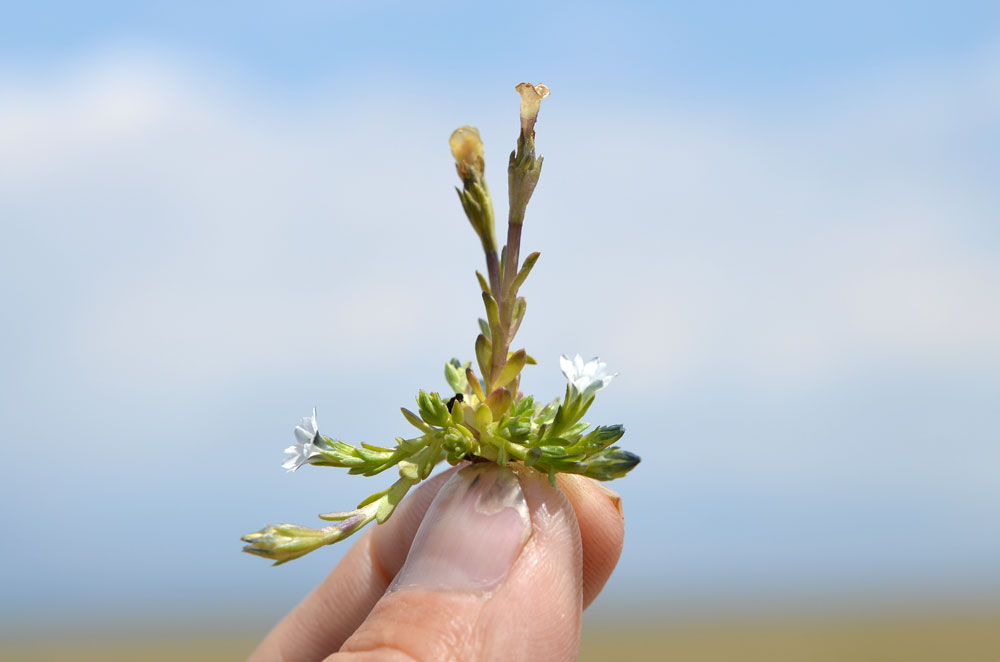 Image of Gentiana leucomelaena specimen.