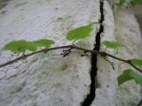 Parthenocissus tricuspidata. Часть побега. Абхазия, Гудаутский р-н, г. Новый Афон, на стене у дороги. 19 августа 2009 г.