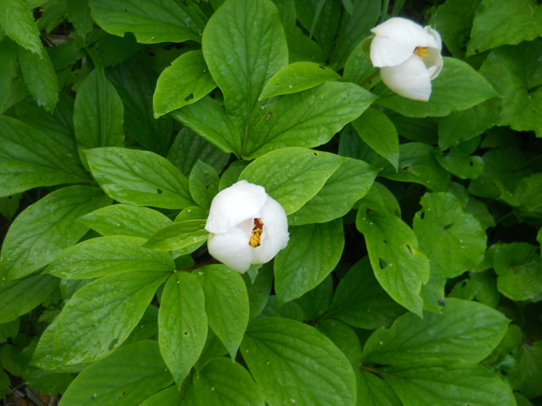 Image of Paeonia wittmanniana specimen.