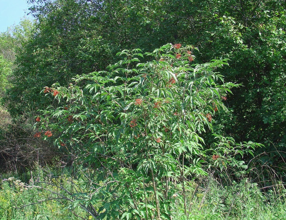 Изображение особи Sambucus sibirica.