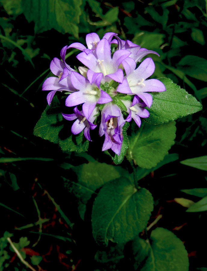 Изображение особи Campanula maleevii.