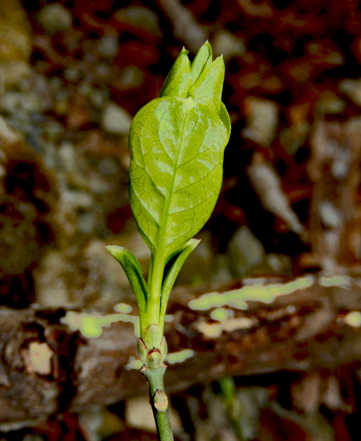 Image of Euonymus europaeus specimen.