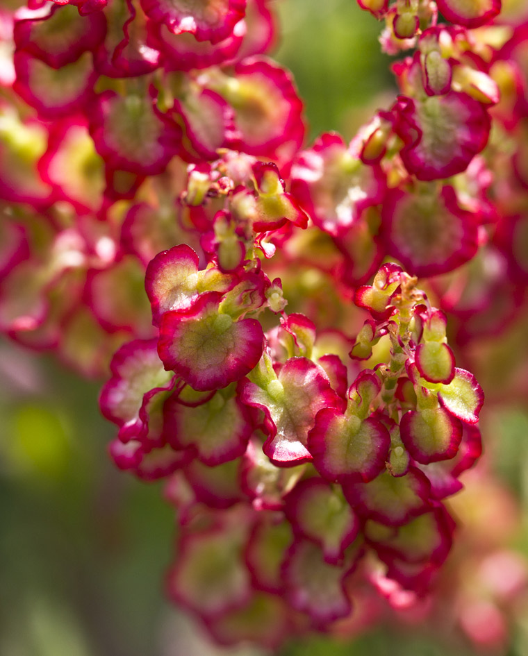 Image of Rumex tuberosus ssp. creticus specimen.