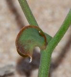 Launaea nudicaulis