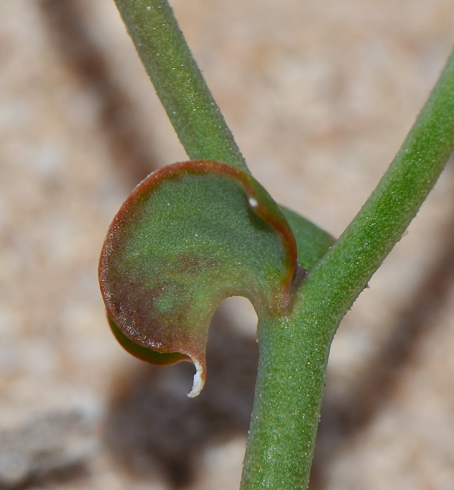 Image of Launaea nudicaulis specimen.