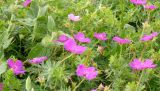 Geranium sanguineum