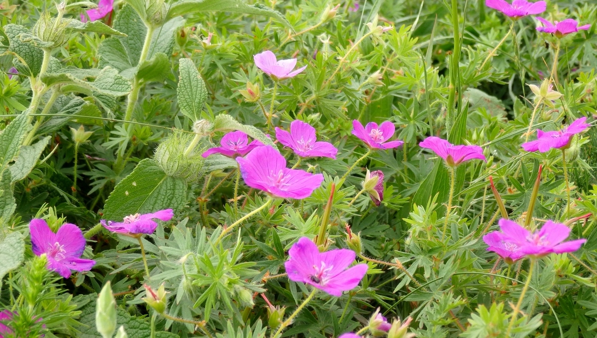 Image of Geranium sanguineum specimen.