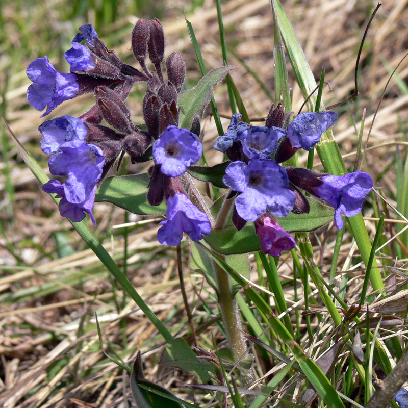 Изображение особи Pulmonaria mollis.