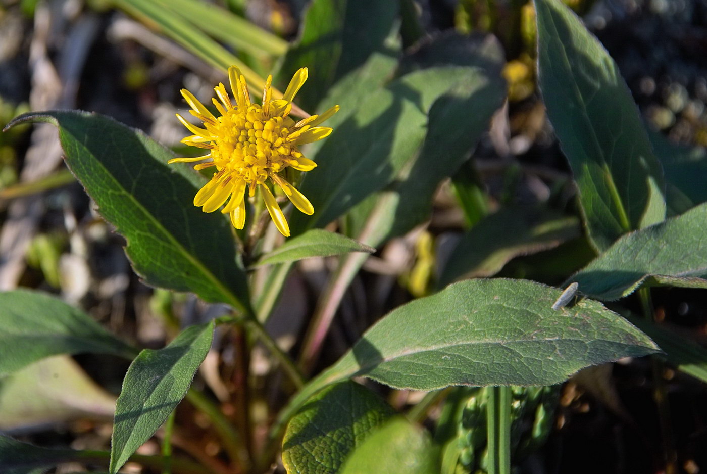 Изображение особи Solidago virgaurea ssp. dahurica.