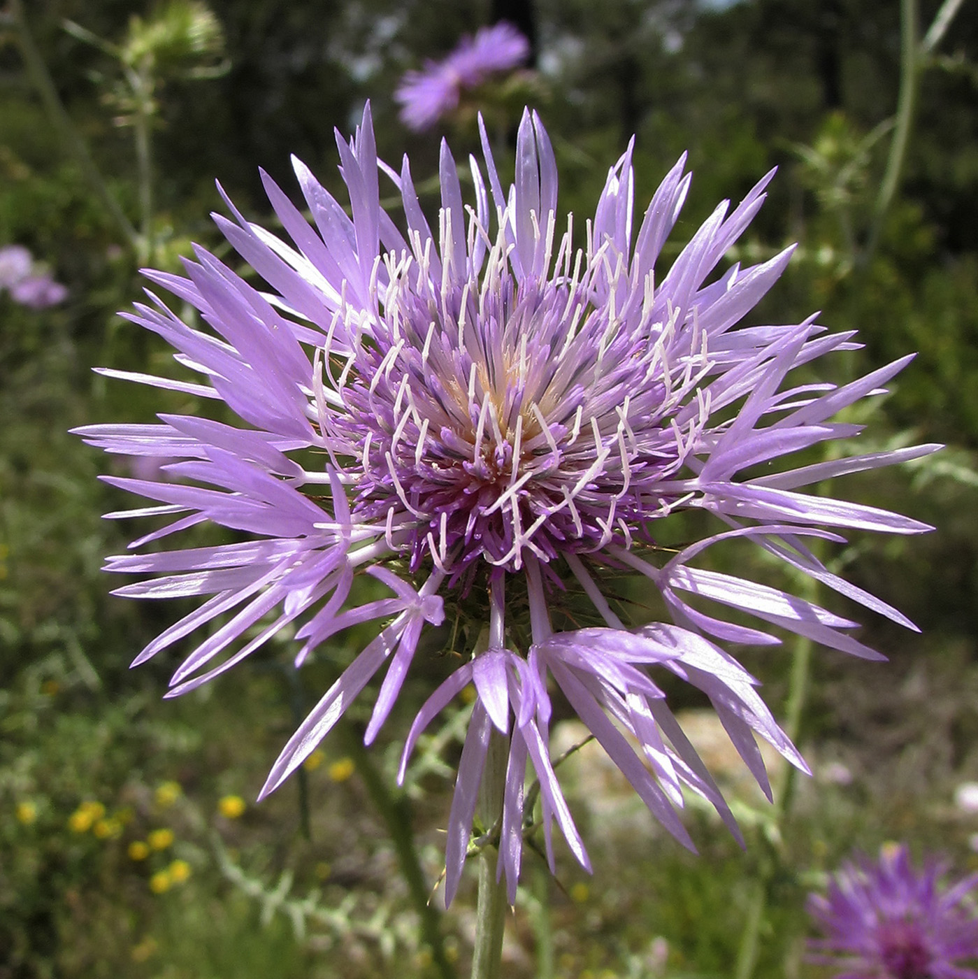 Image of Galactites tomentosus specimen.