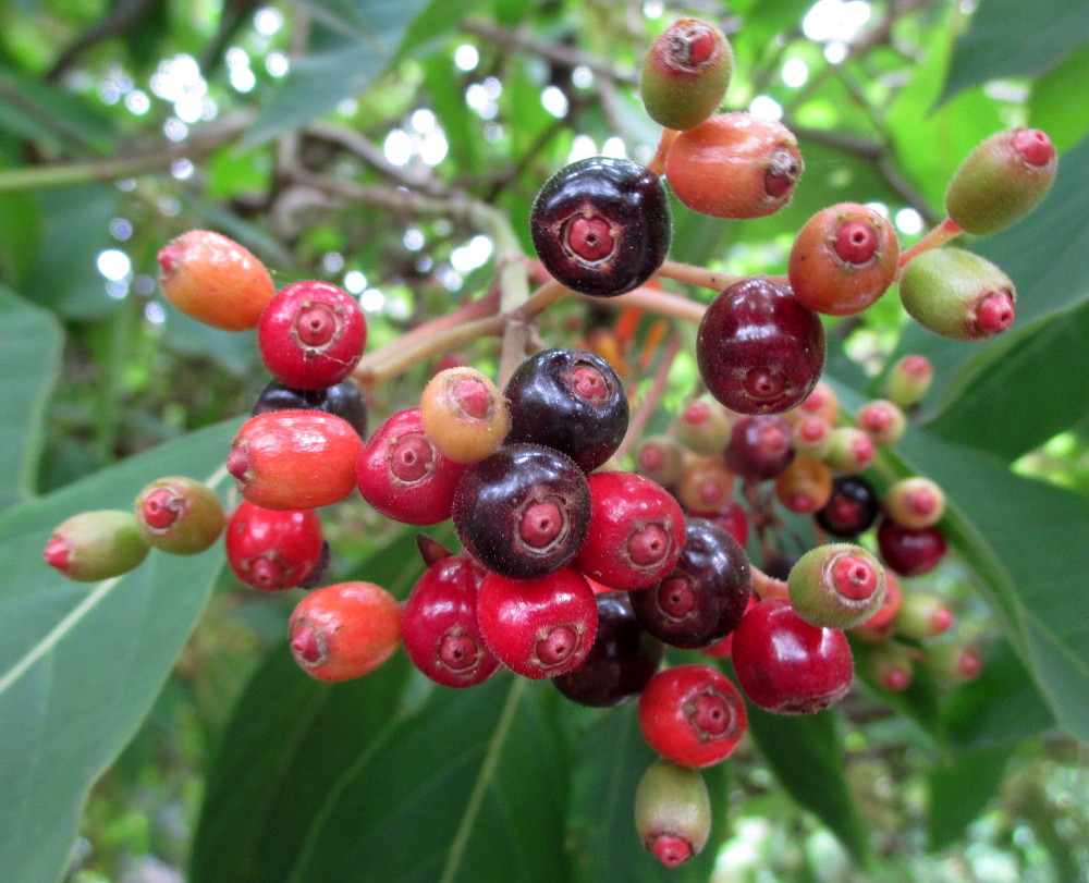 Изображение особи Hamelia patens.