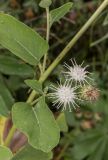 Arctium minus