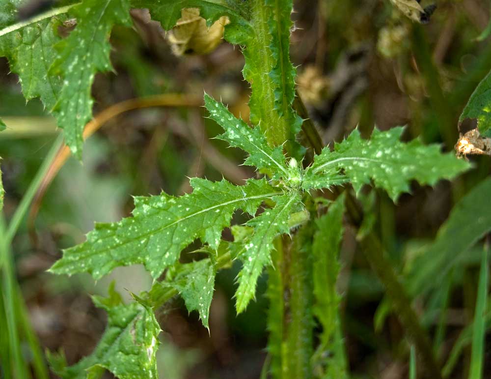 Изображение особи Carduus crispus.