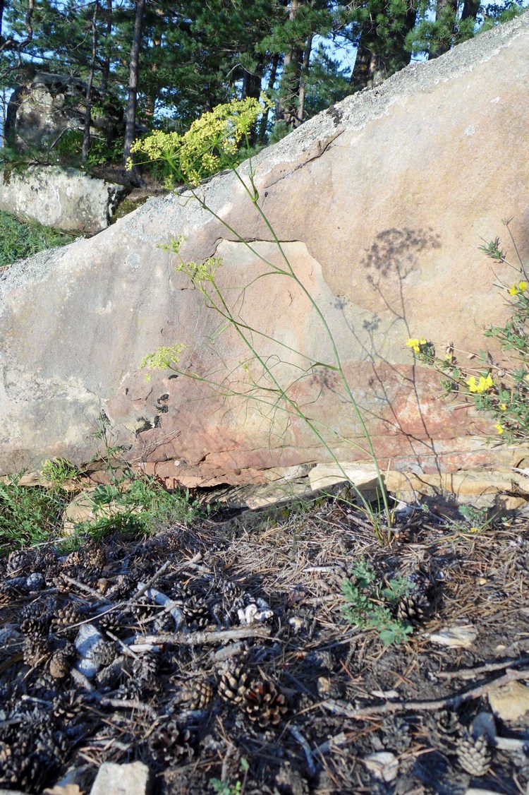 Изображение особи Peucedanum longifolium.