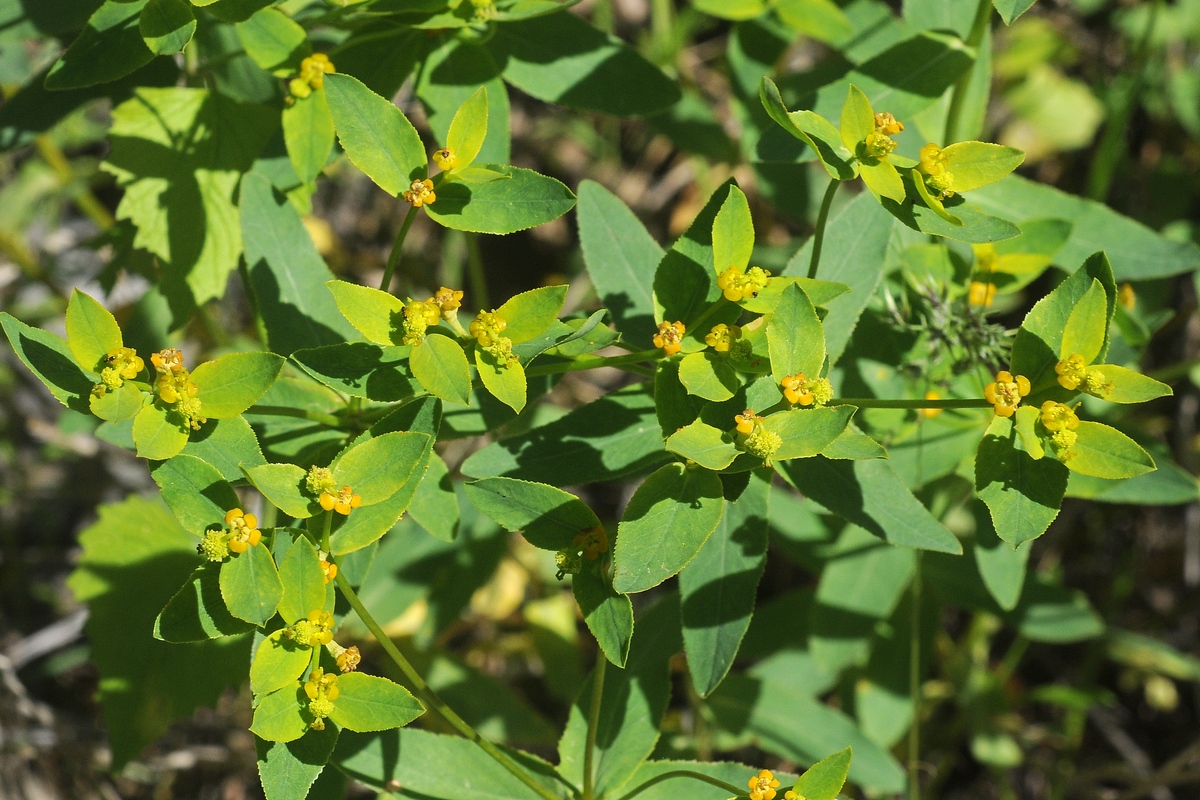 Image of Euphorbia talastavica specimen.