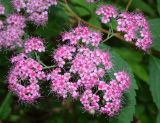 Spiraea japonica. Соцветия. Узбекистан, г. Ташкент, пос. Улугбек, в культуре. 18.05.2016.