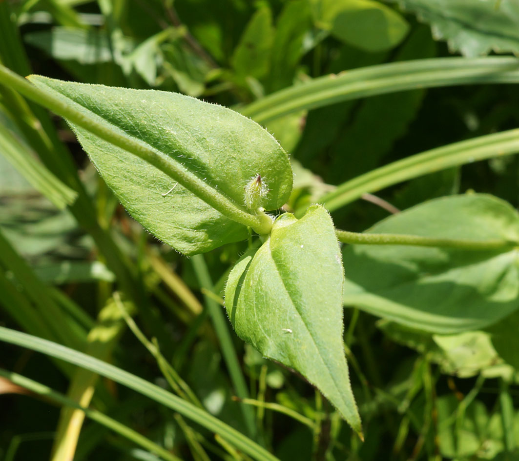 Изображение особи Lychnis chalcedonica.