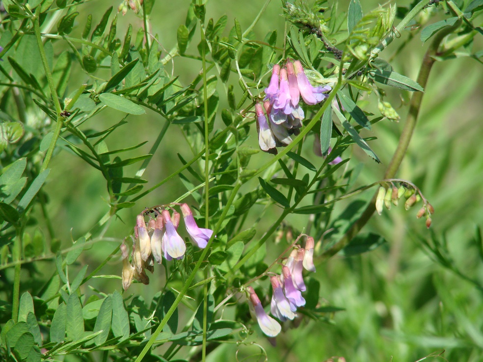 Изображение особи Vicia nervata.