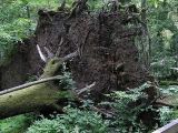Picea abies. Выворотень, образованный корневой системой упавшего дерева. Польша, Беловежа, Беловежская пуща. 23.06.2009.