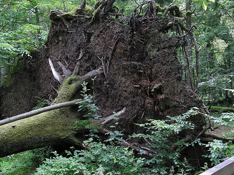 Image of Picea abies specimen.