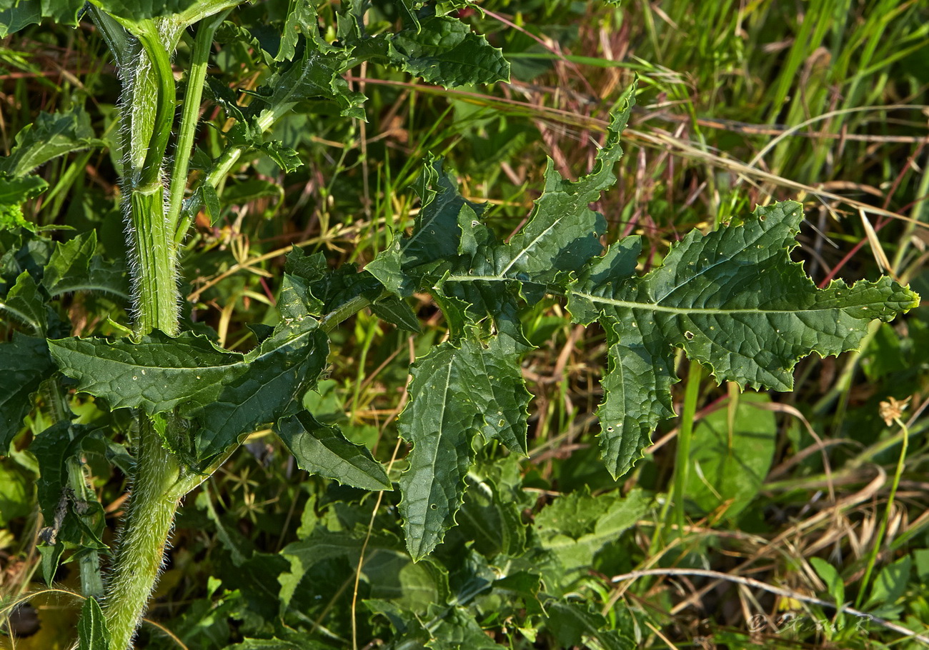 Image of Rapistrum perenne specimen.