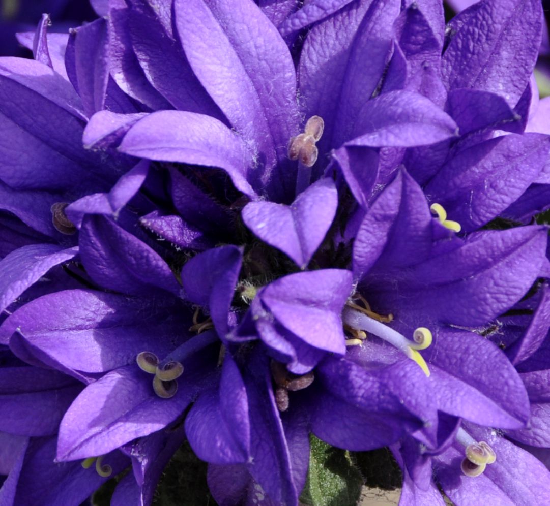 Image of genus Campanula specimen.