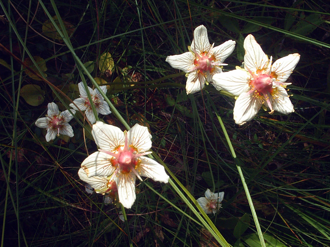 Image of Parnassia palustris specimen.