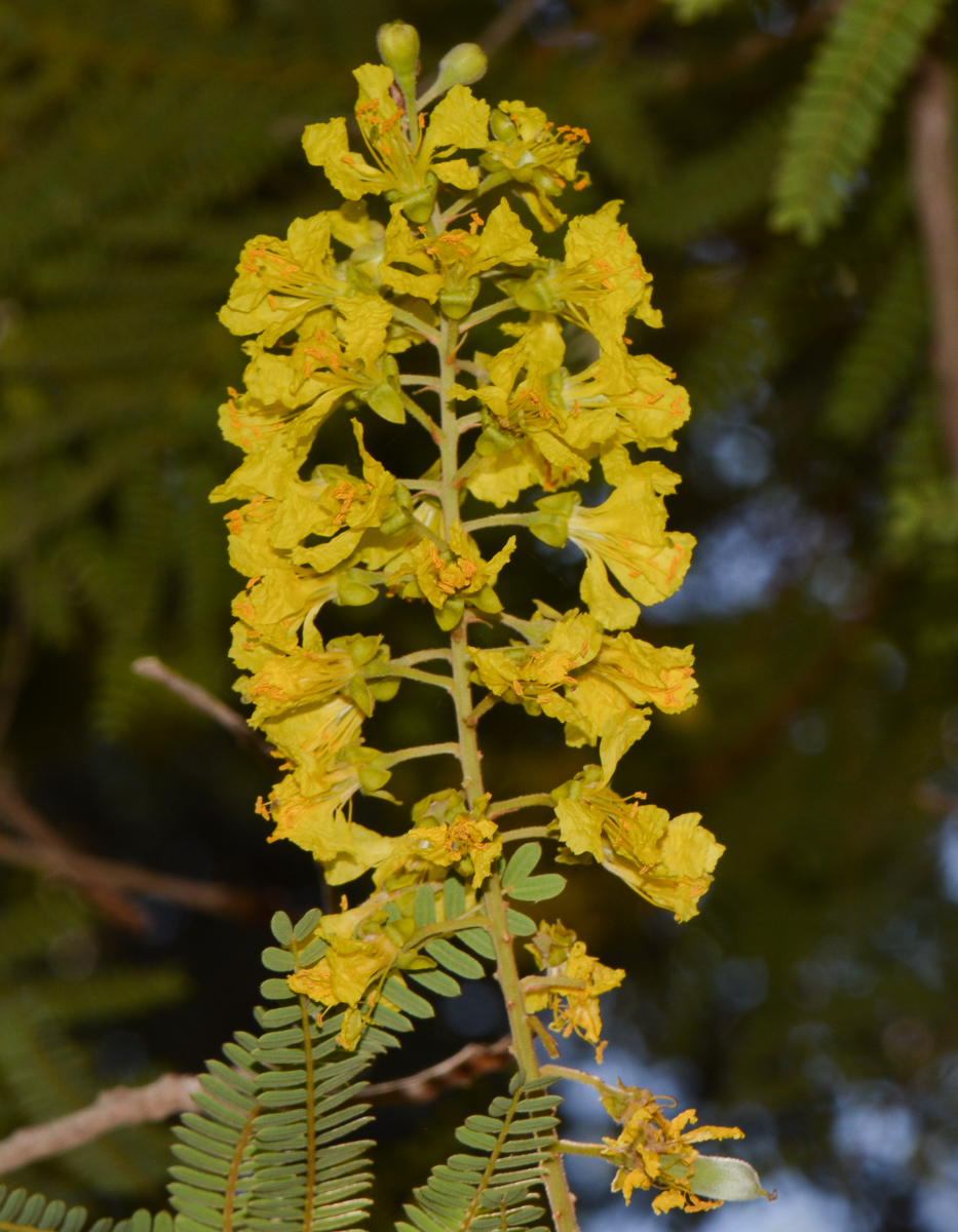 Image of Peltophorum africanum specimen.