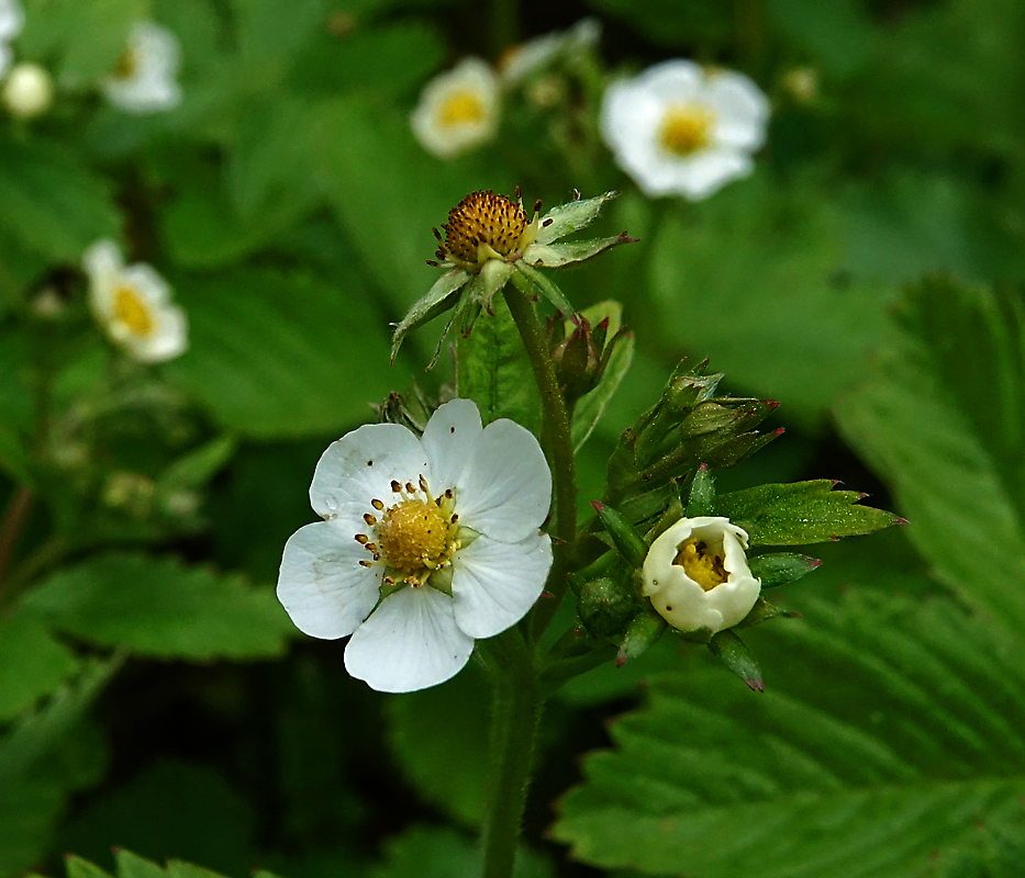 Image of Fragaria vesca specimen.