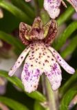 Смотреть изображение Orchis purpurea