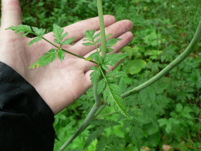 Image of Conioselinum tataricum specimen.