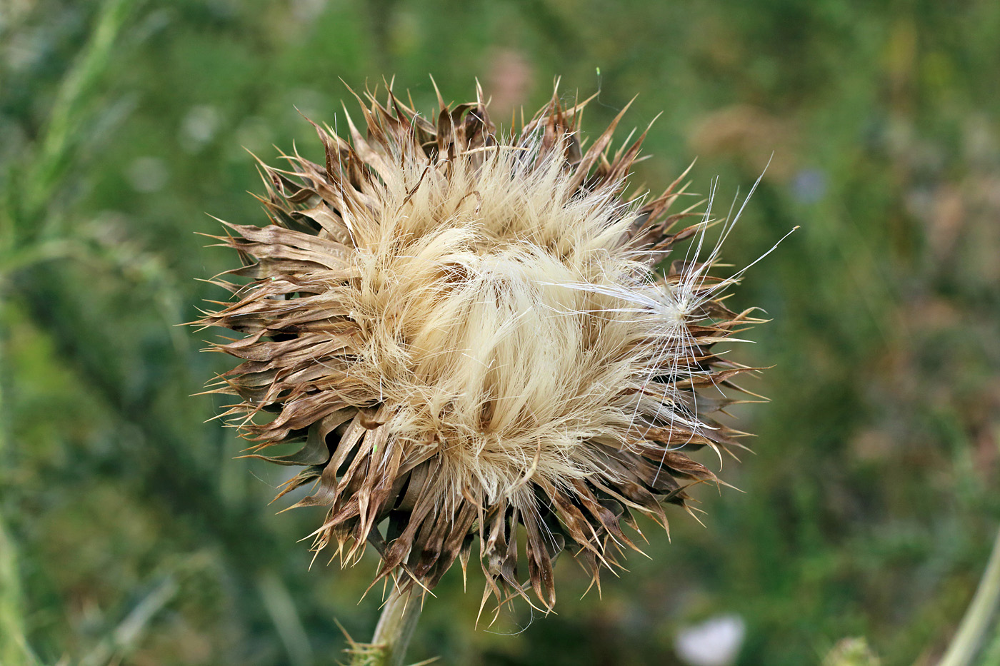 Image of Carduus coloratus specimen.