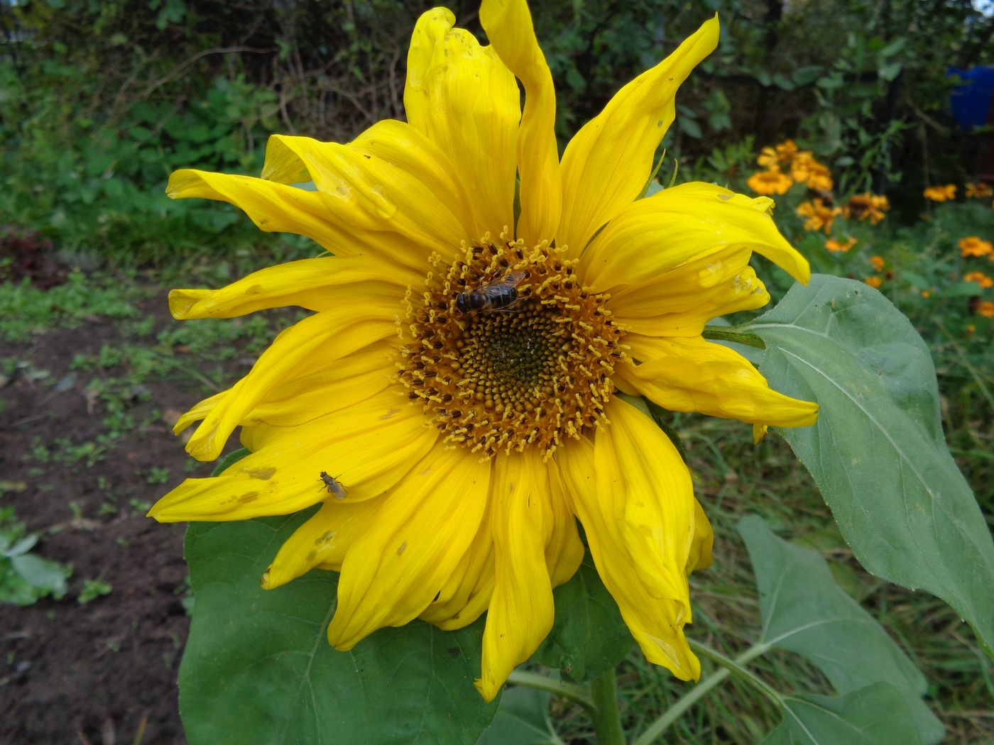 Изображение особи Helianthus annuus.