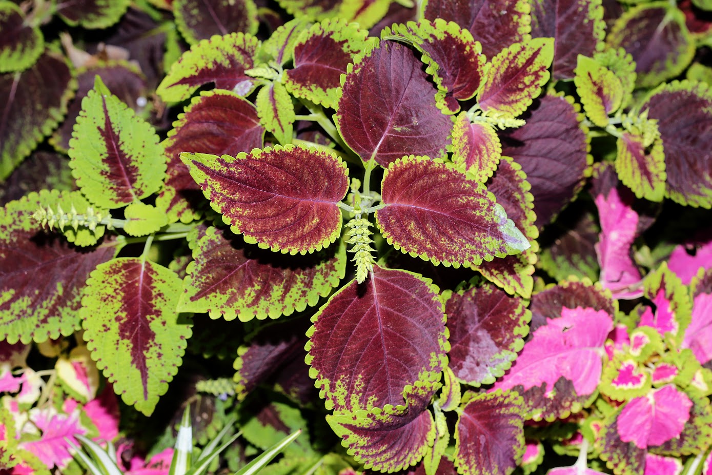 Image of Coleus scutellarioides specimen.