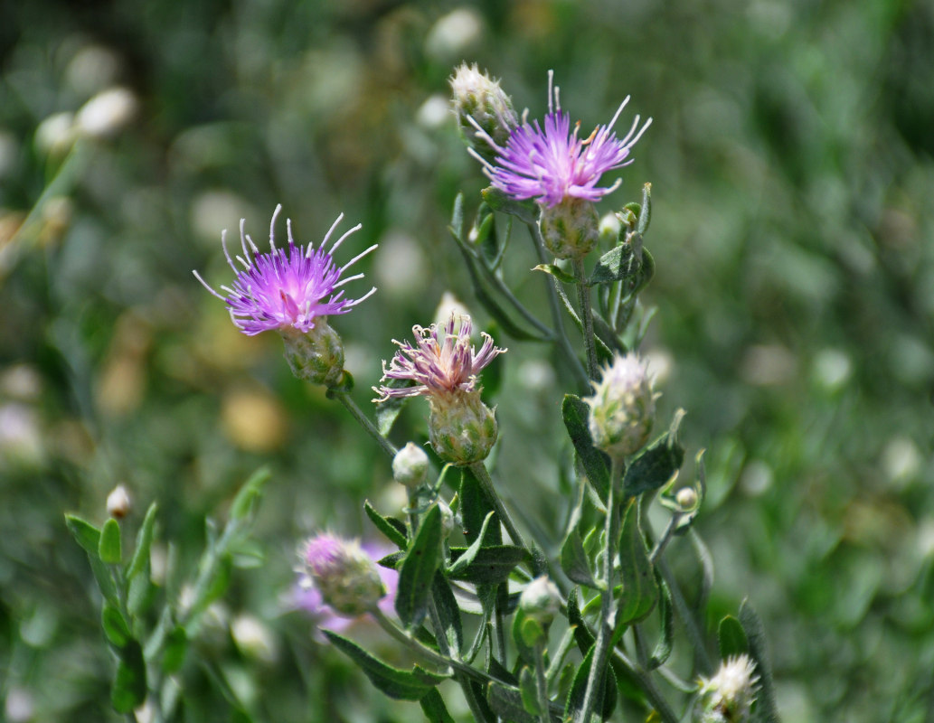 Image of Acroptilon repens specimen.