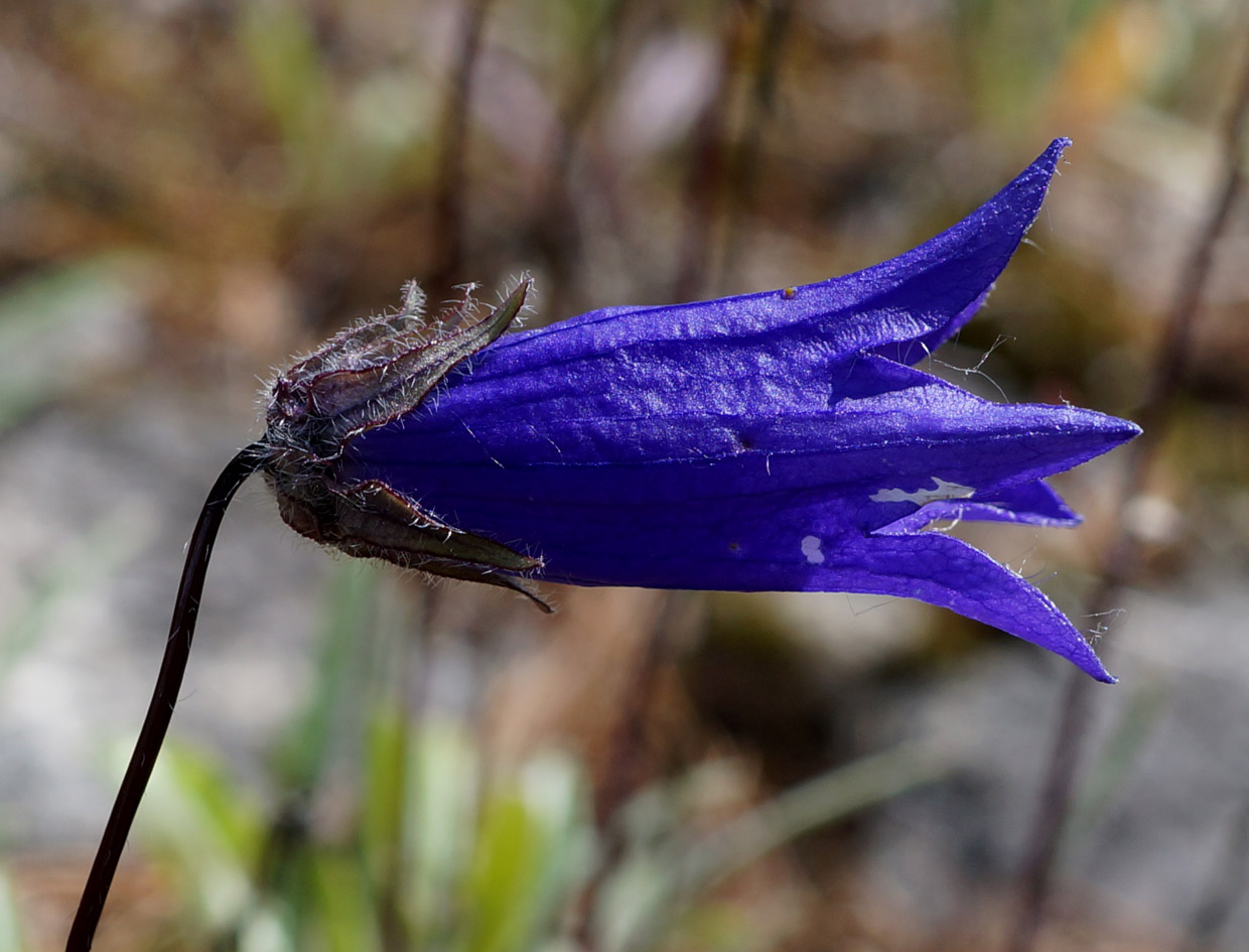 Изображение особи Campanula dasyantha.