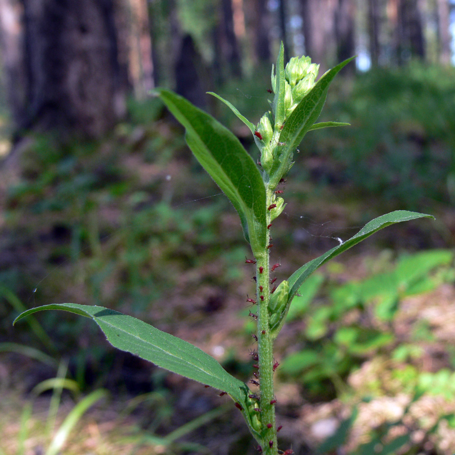 Изображение особи Solidago virgaurea.