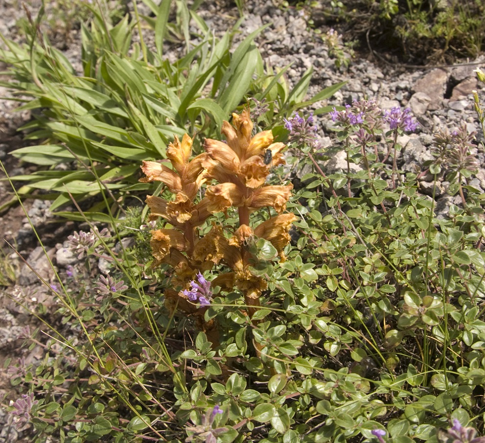 Image of Orobanche alba ssp. xanthostigma specimen.