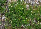 Astragalus freynii